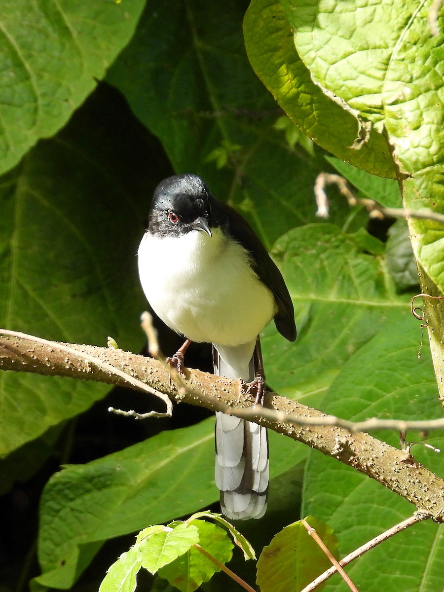 Black-backed Sibia - ML614447281