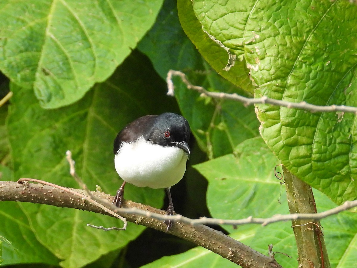 Black-backed Sibia - ML614447282