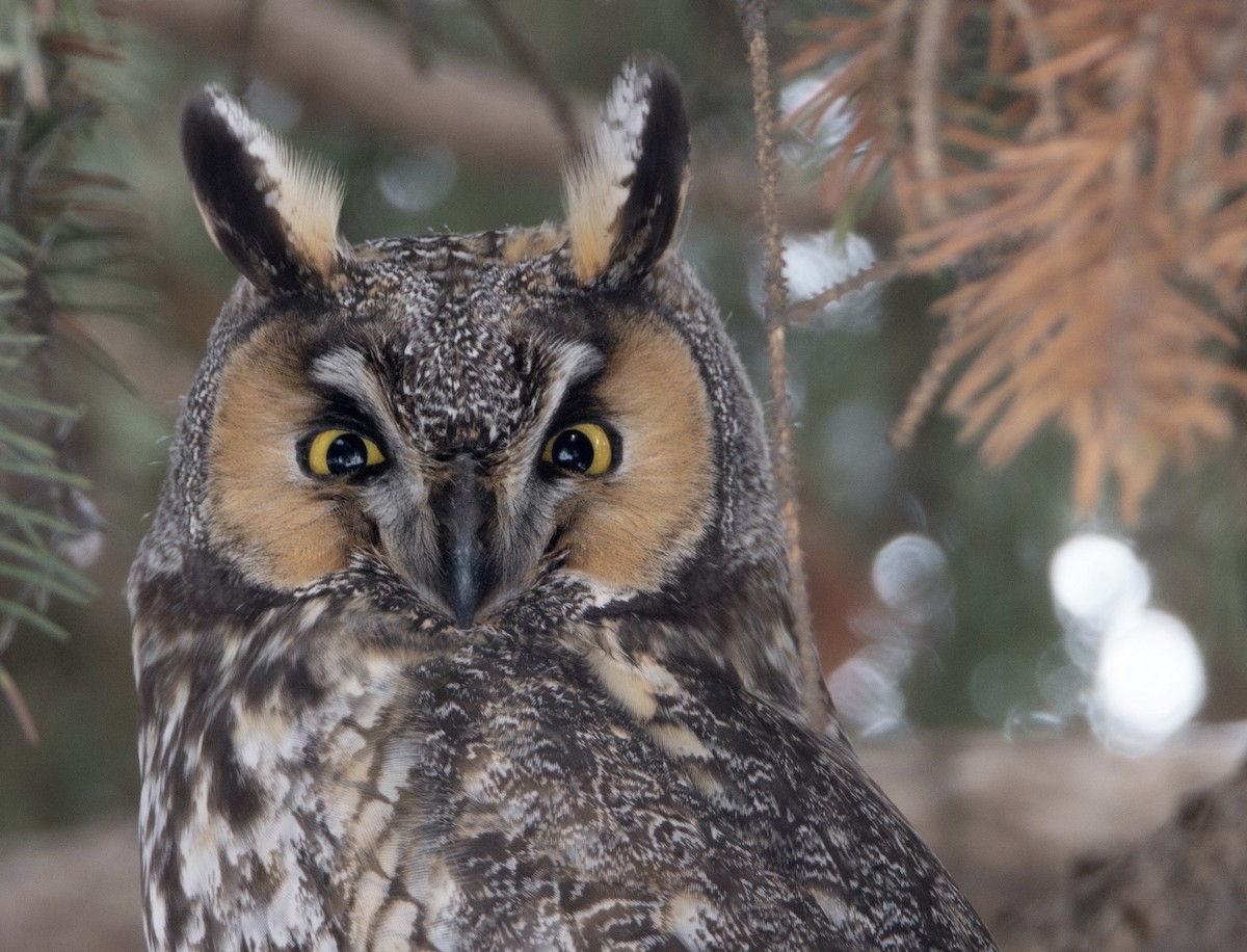 Long-eared Owl - ML614447310