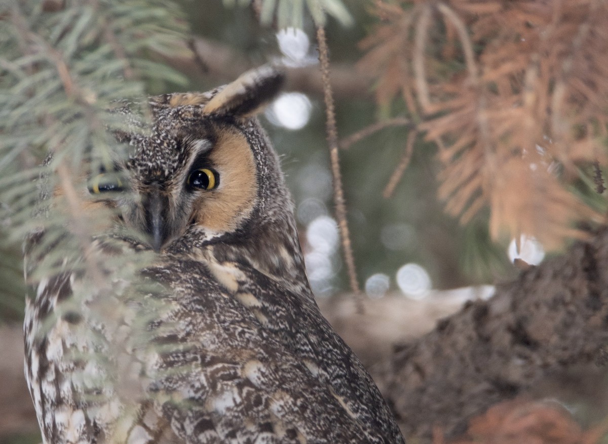 Long-eared Owl - ML614447311