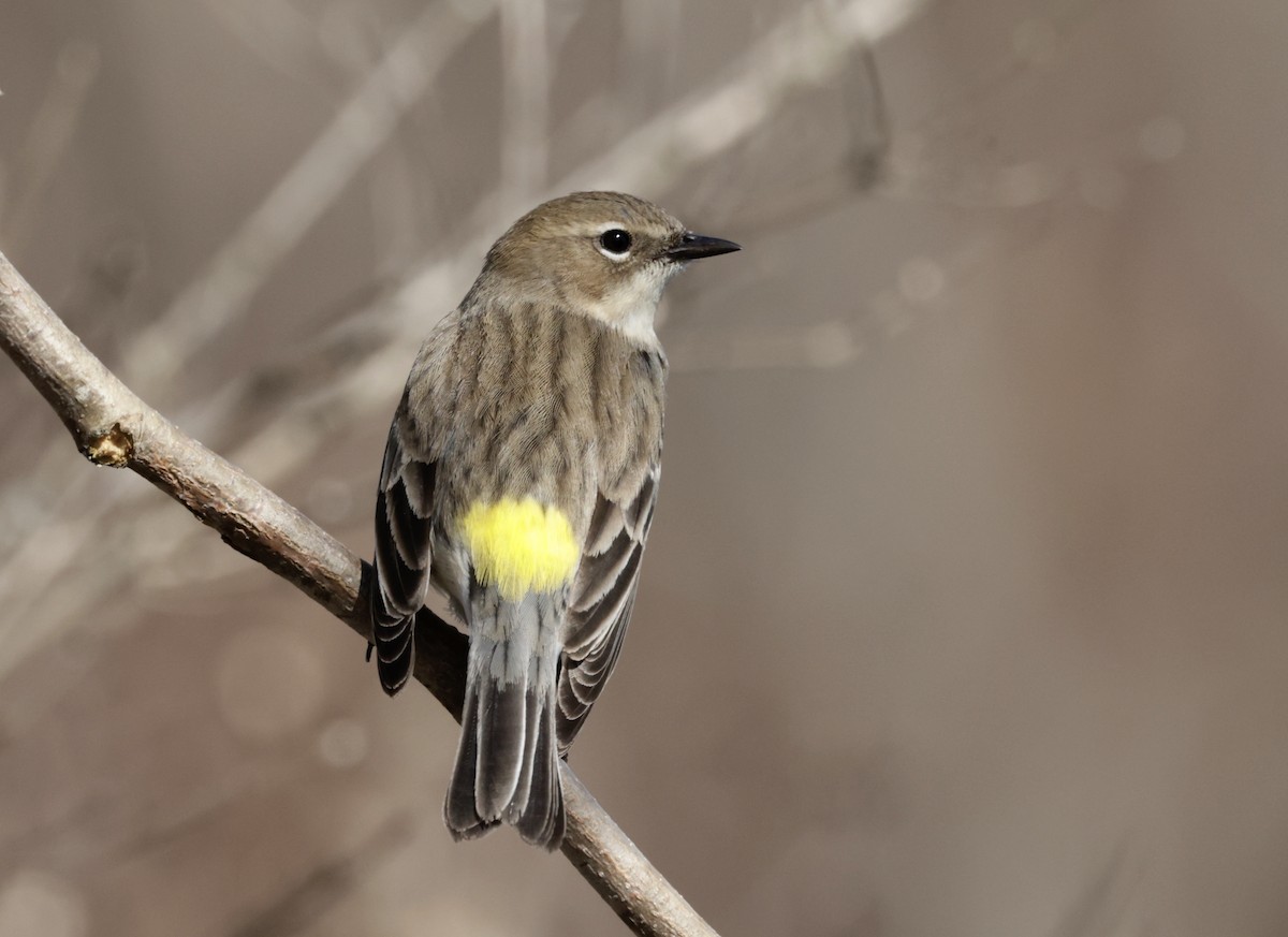 Yellow-rumped Warbler - ML614447334