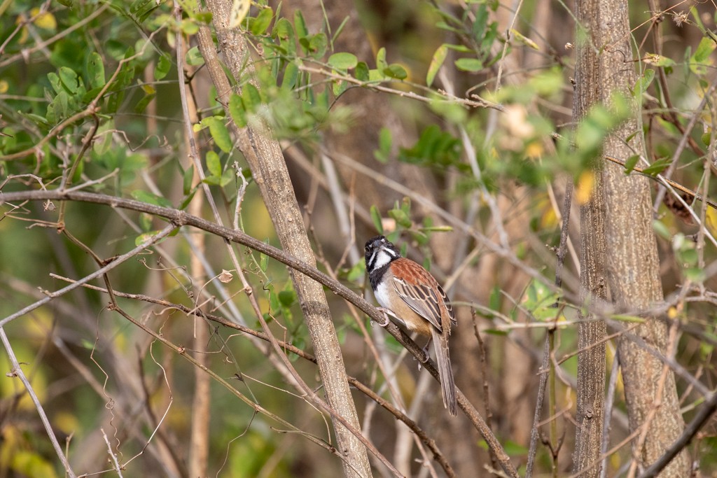 Black-chested Sparrow - Joachim Teunen