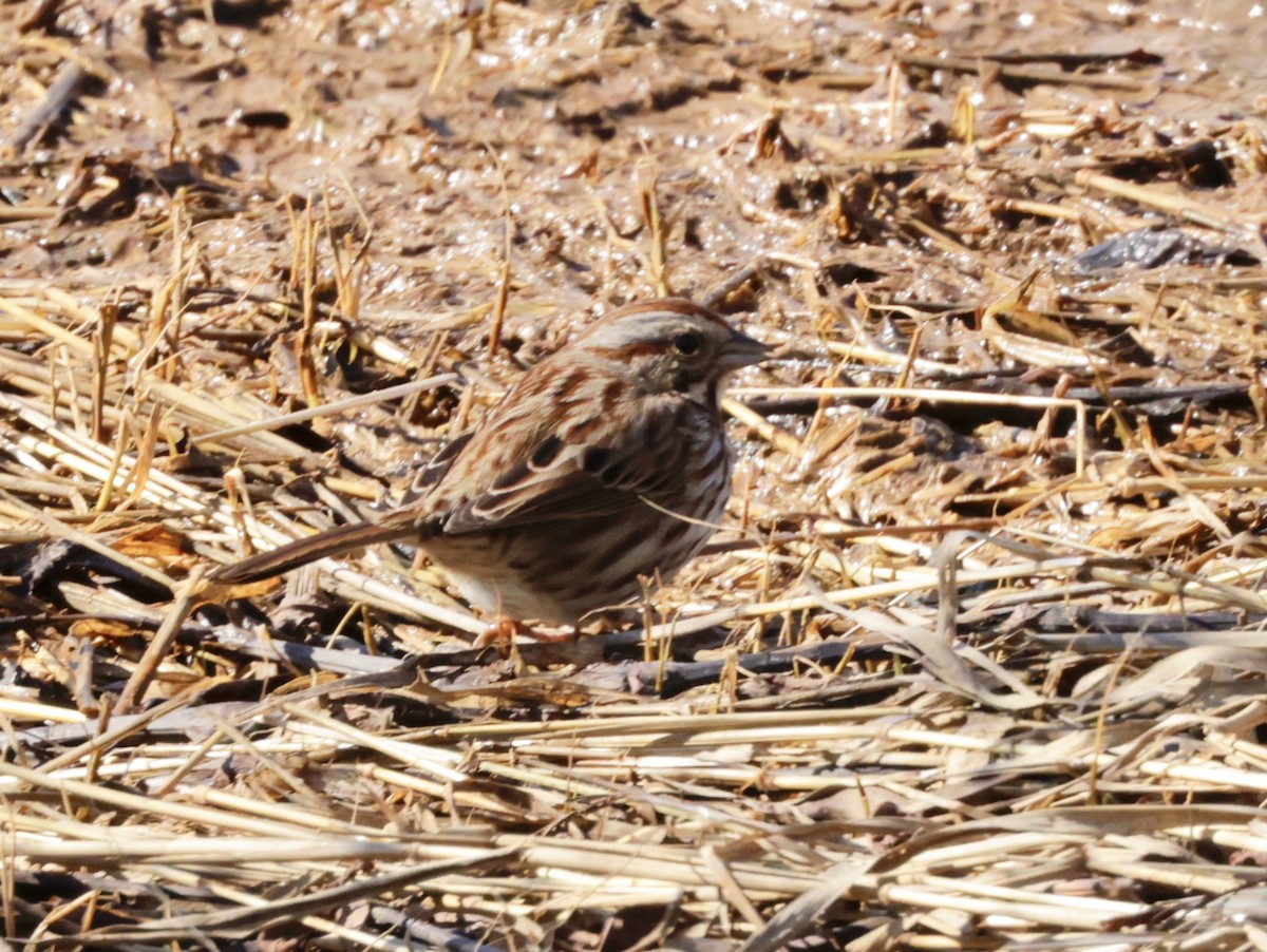 Song Sparrow - ML614447395