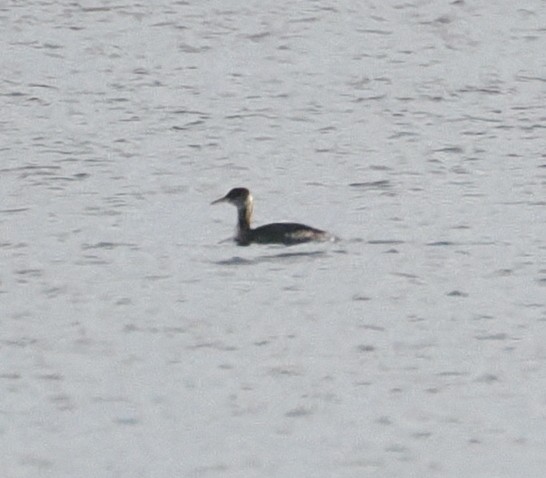 Red-necked Grebe - ML614447405