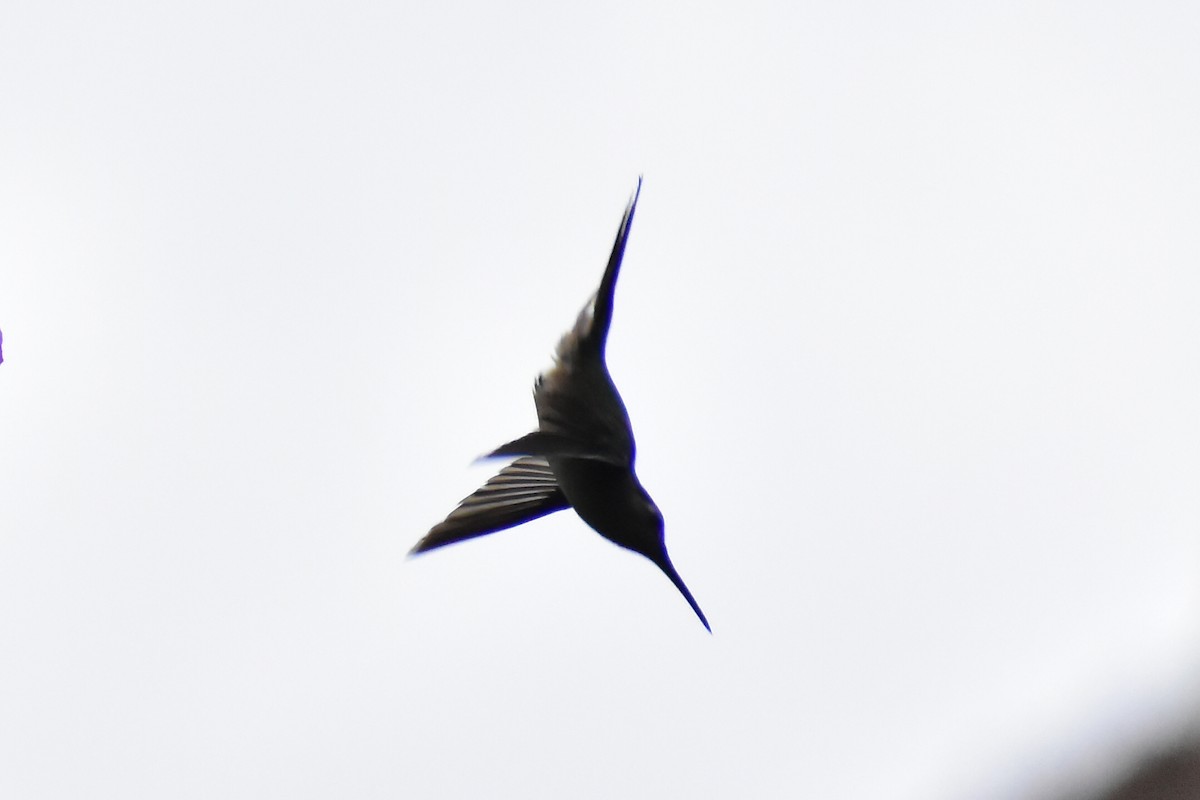 kolibřík klínoocasý - ML614447421