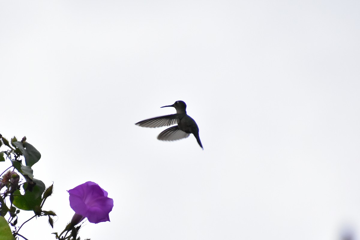 kolibřík klínoocasý - ML614447422