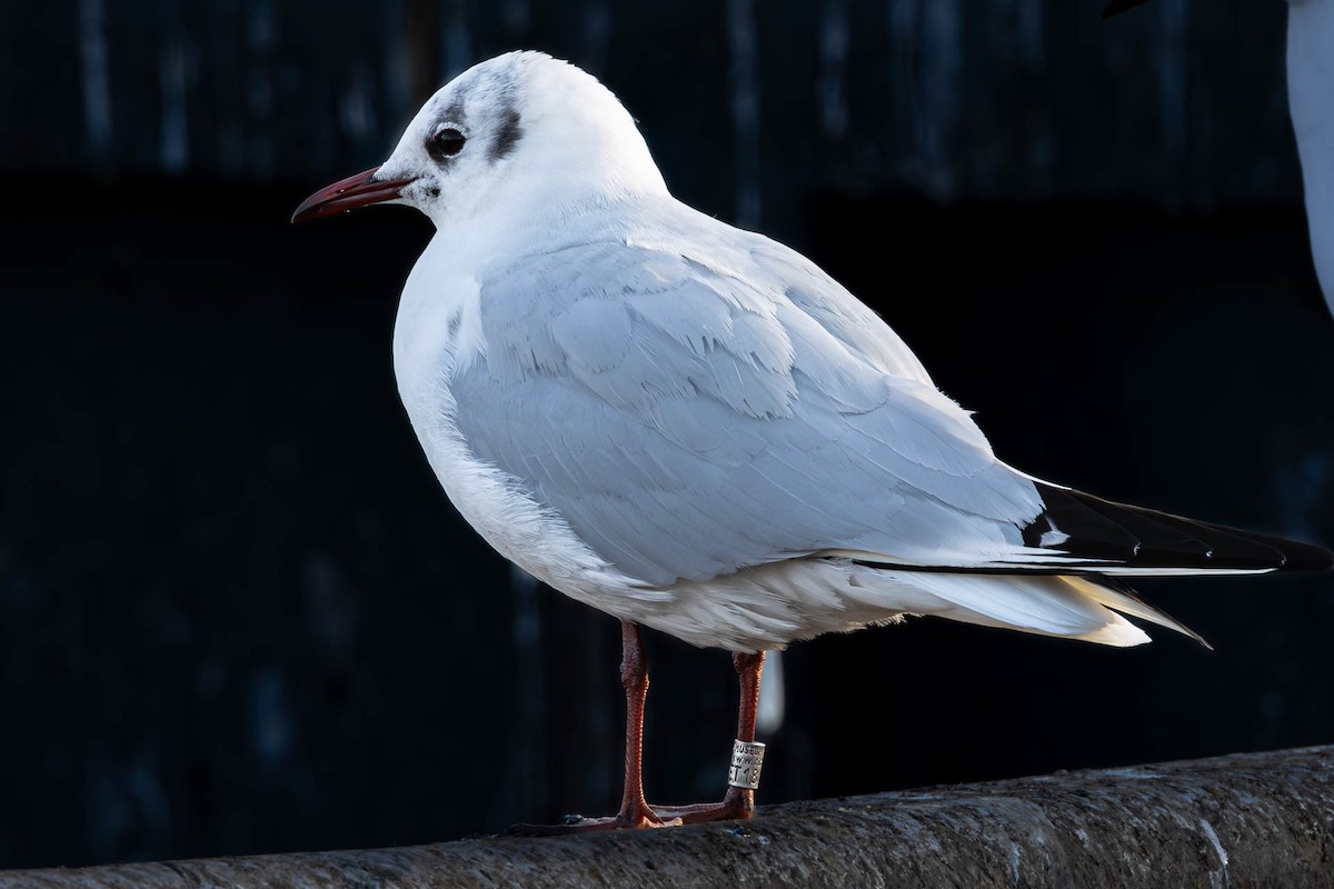 Black-headed Gull - carlo emanuelli