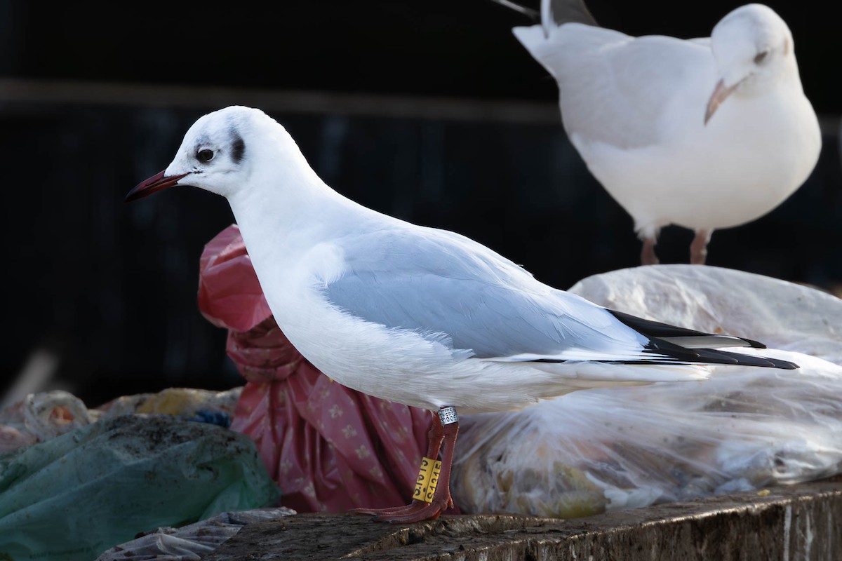 Black-headed Gull - ML614447425