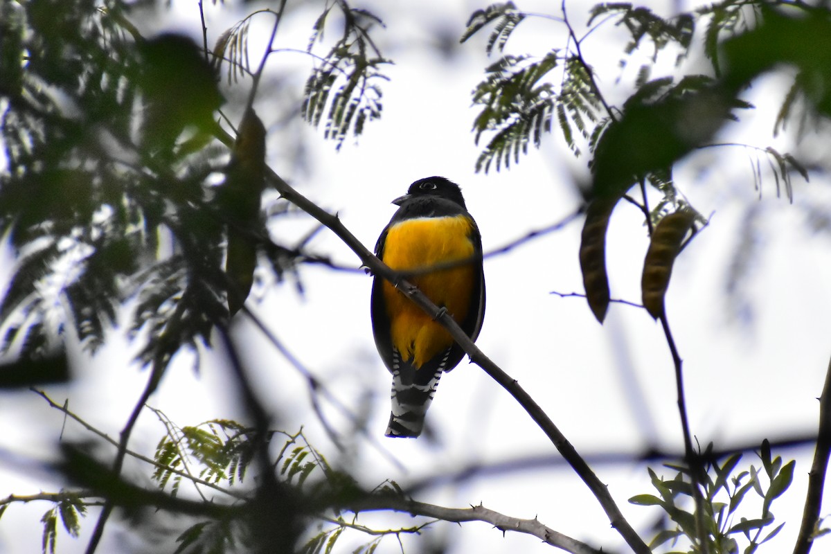 trogon podvazkový - ML614447529