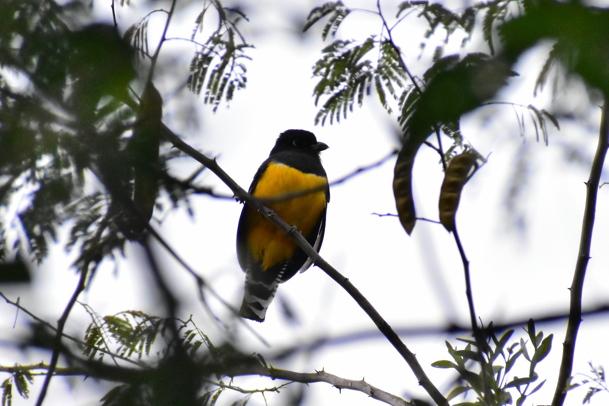 trogon podvazkový - ML614447560