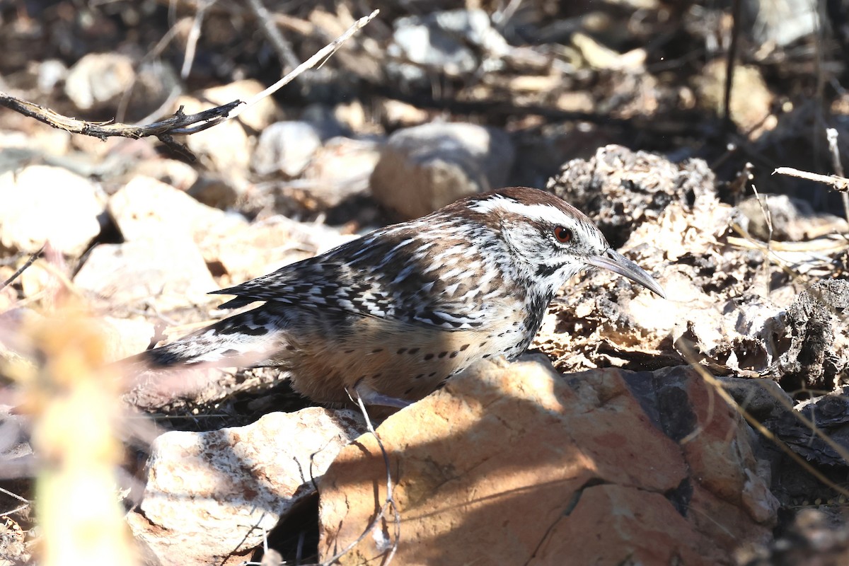 Cactus Wren - Shmuel Bernstein