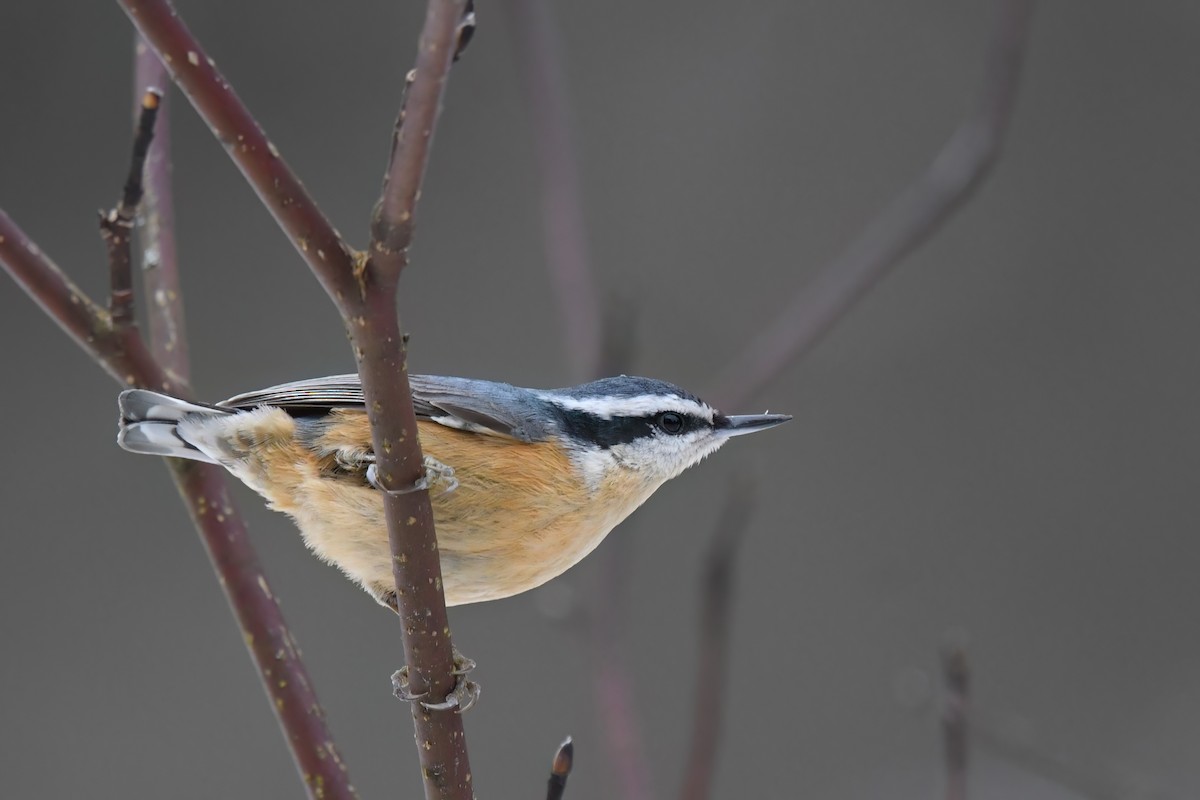 Red-breasted Nuthatch - Ed Poropat