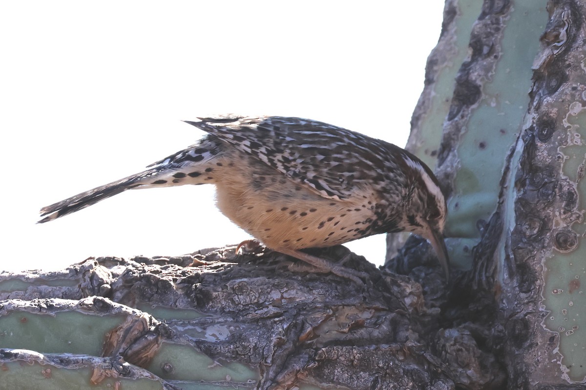 Cactus Wren - ML614447852