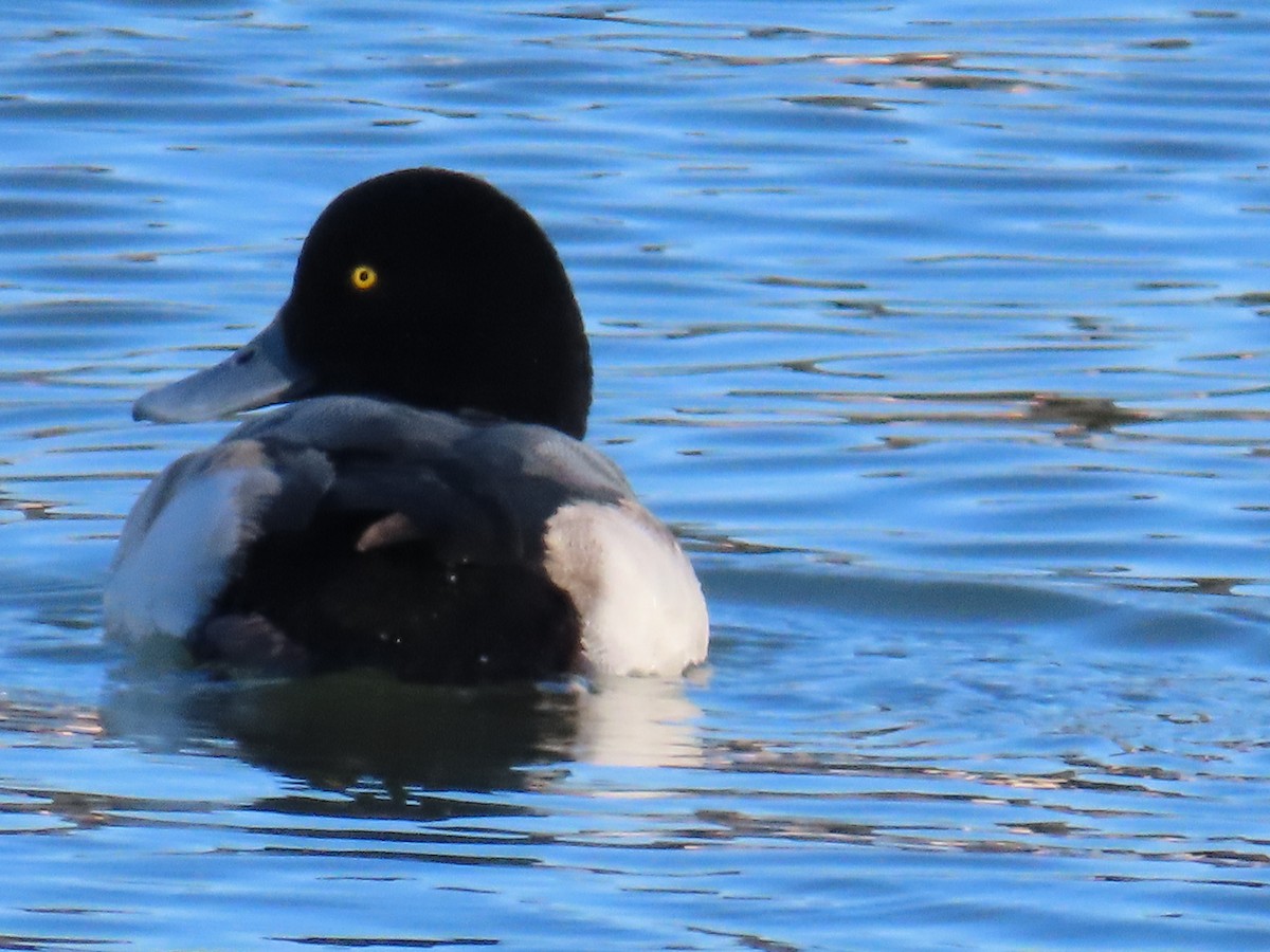 Greater Scaup - ML614447908