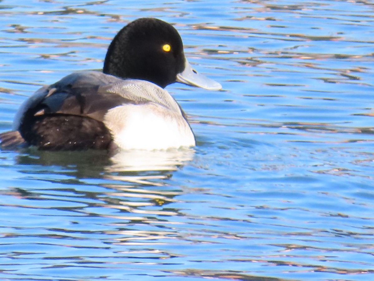 Greater Scaup - ML614447909