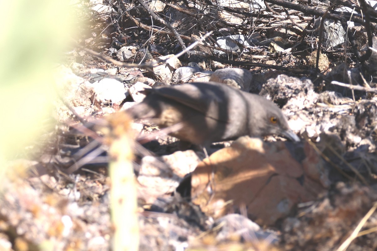 Curve-billed Thrasher - ML614447965