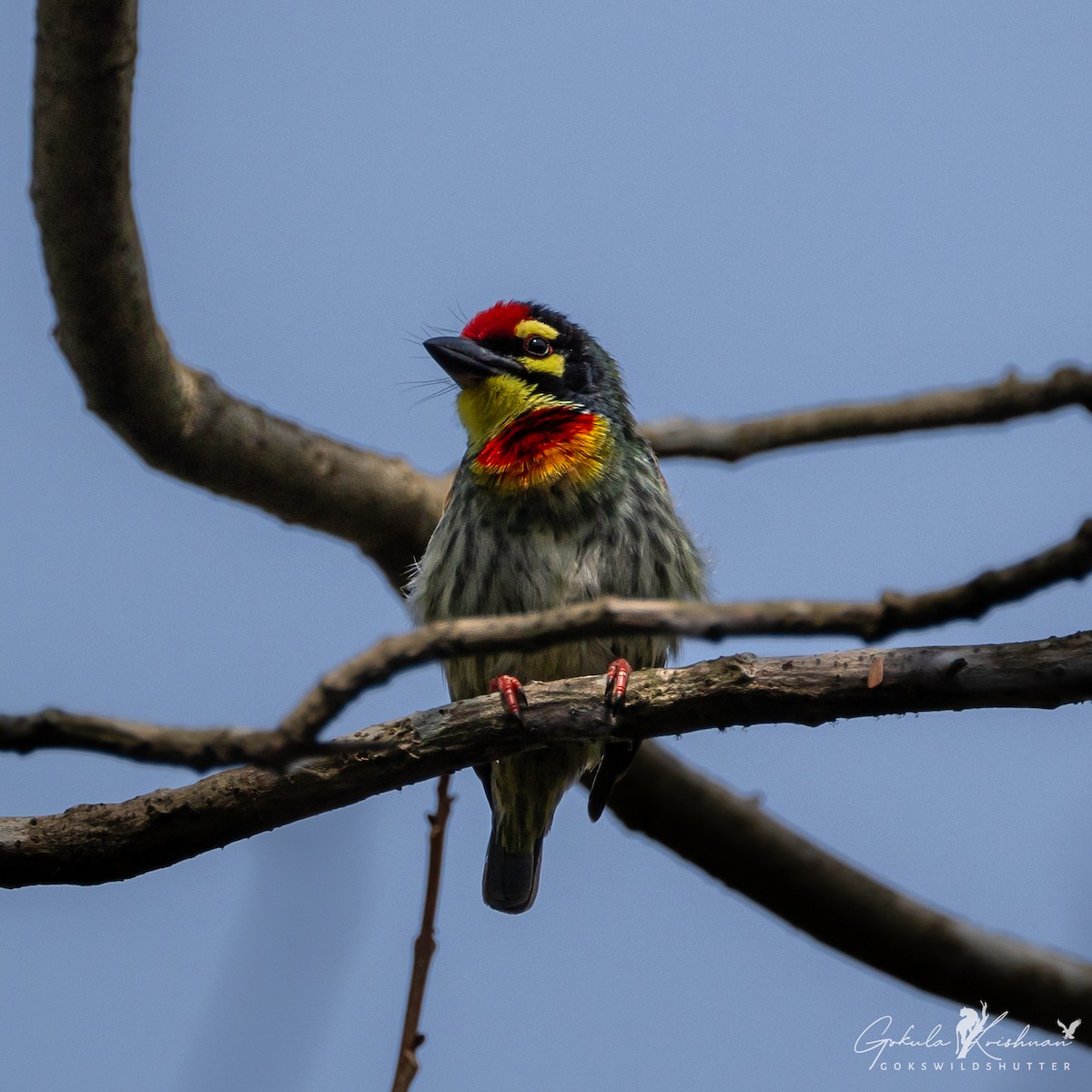 Coppersmith Barbet - ML614447967