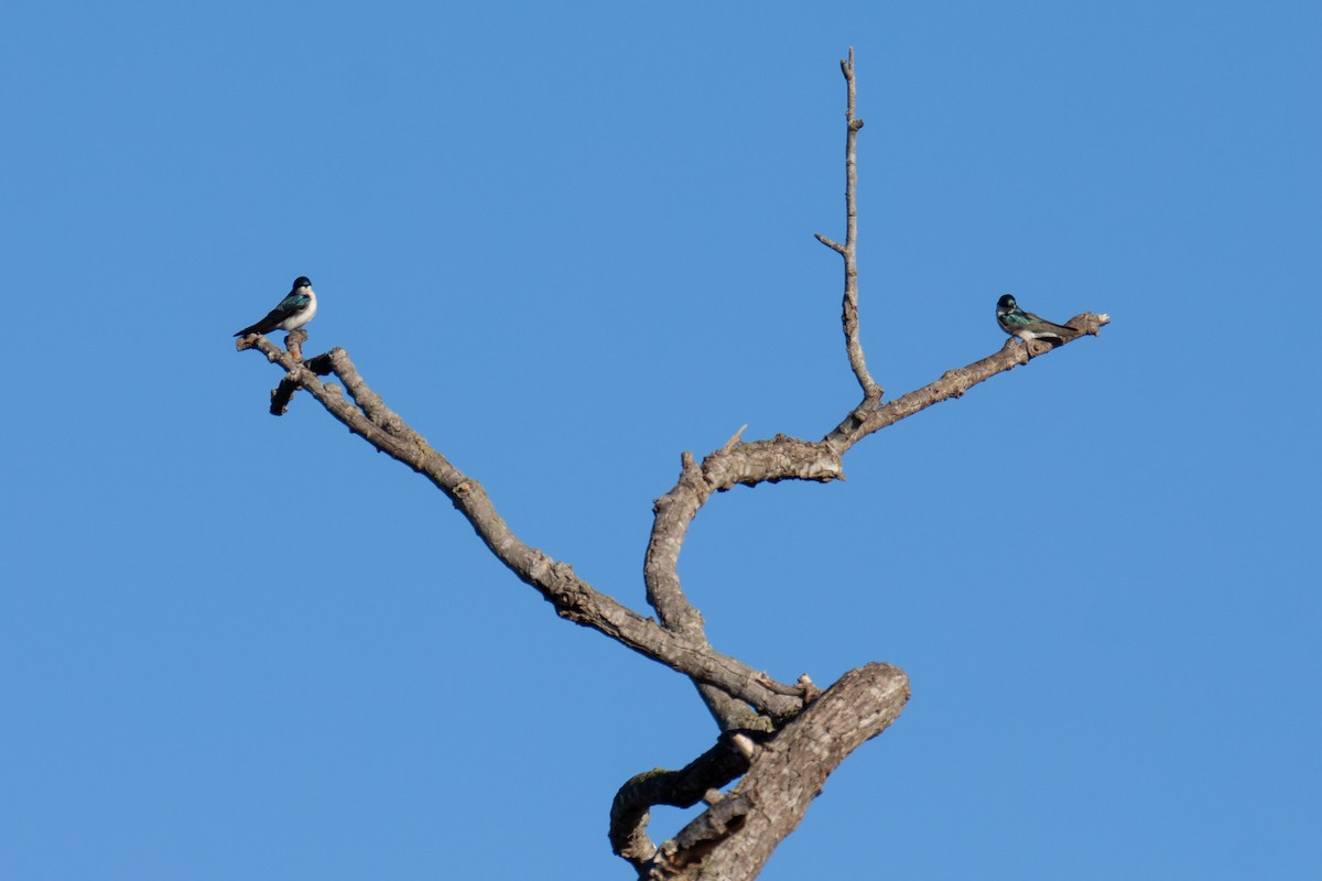 Tree Swallow - ML614447970
