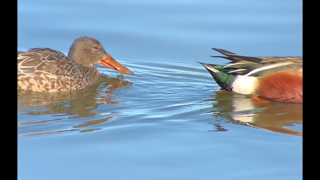 Northern Shoveler - ML614447988