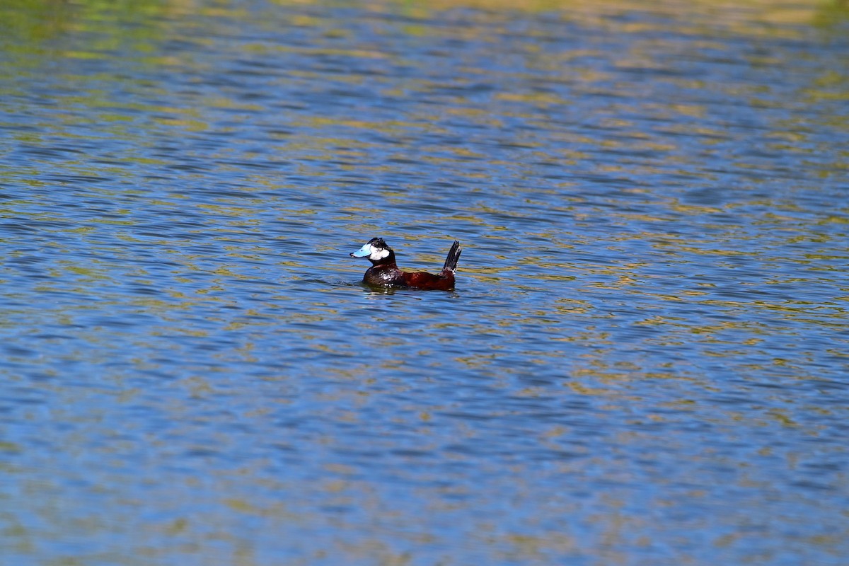 Ruddy Duck - ML614447996