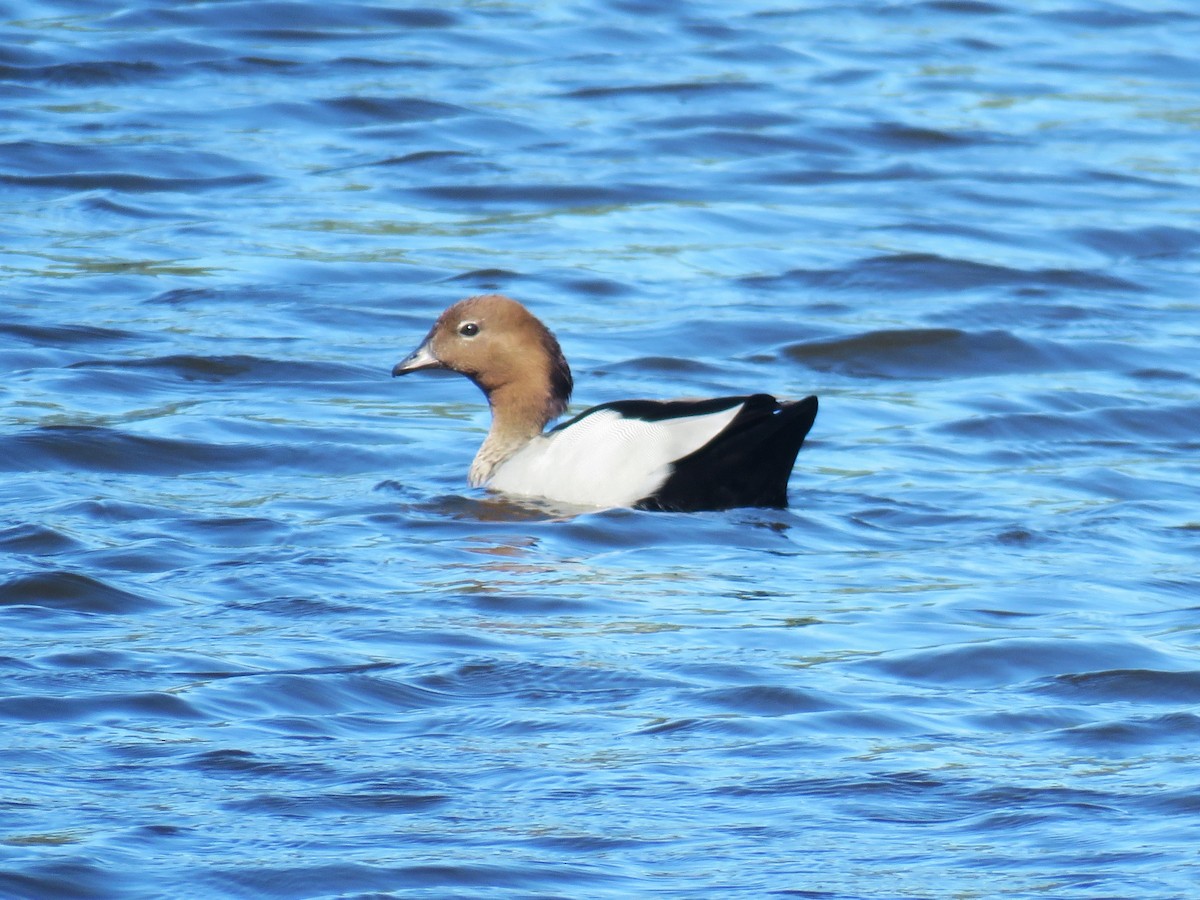 Maned Duck - ML614448007