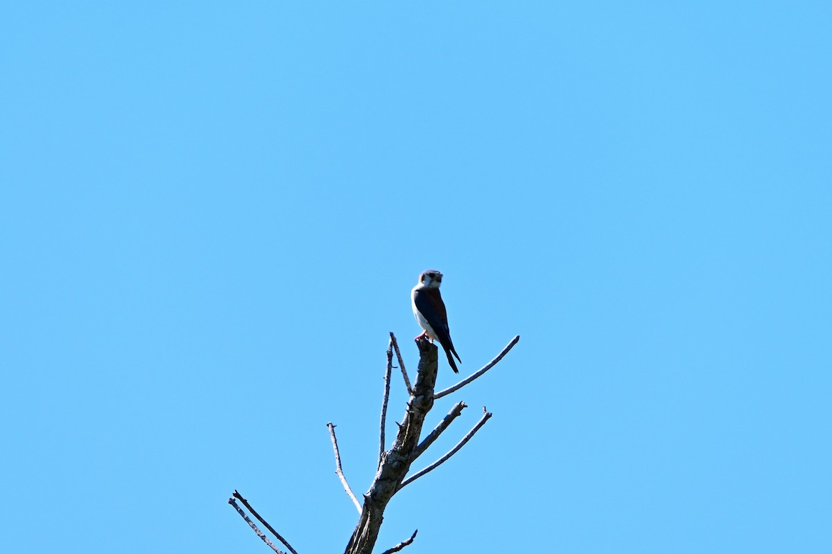 American Kestrel - ML614448021