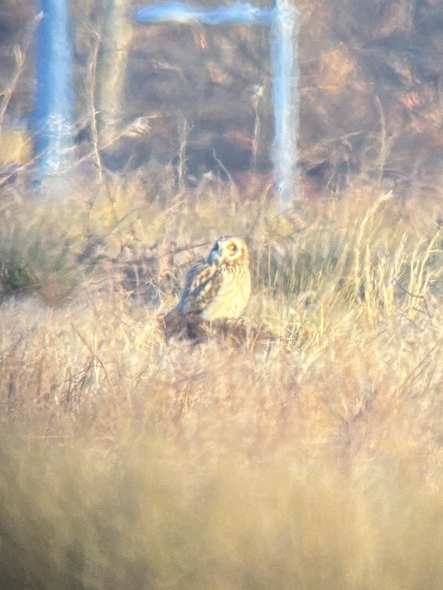 Short-eared Owl - ML614448035