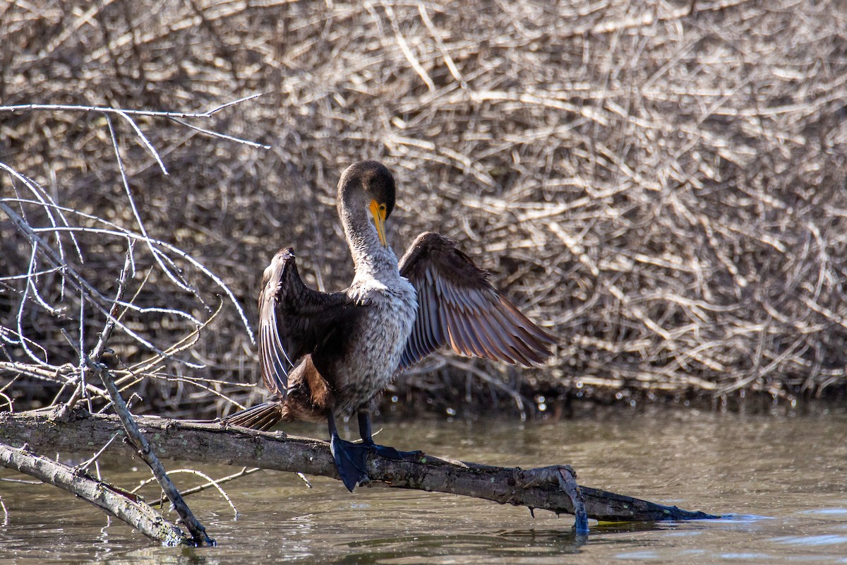 Double-crested Cormorant - Christina Kidd