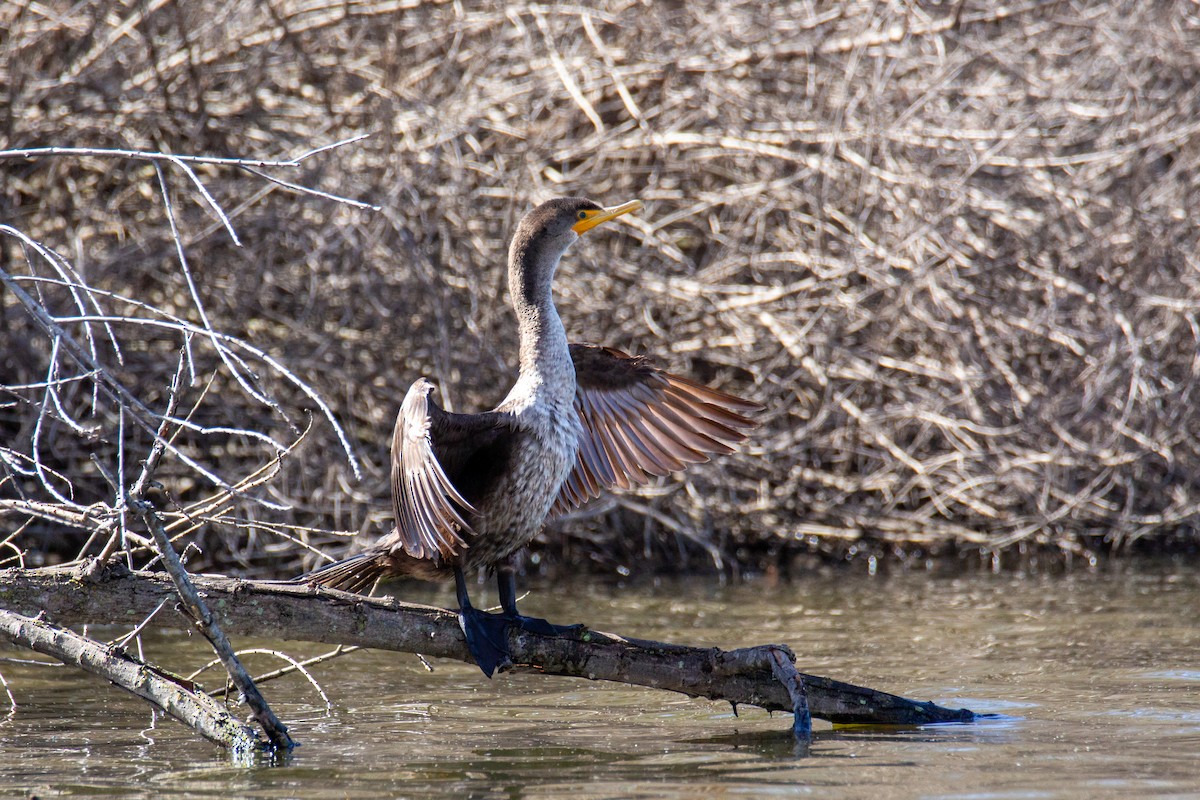 Cormorán Orejudo - ML614448070