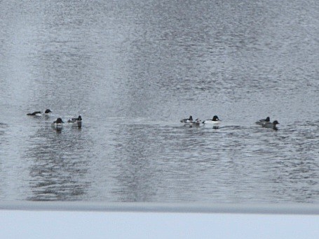 Long-tailed Duck - ML614448087