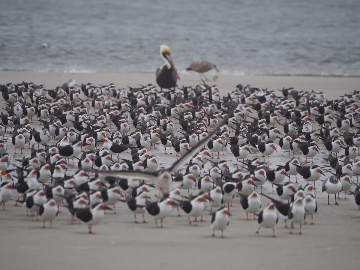 Brown Pelican - John Hiebert