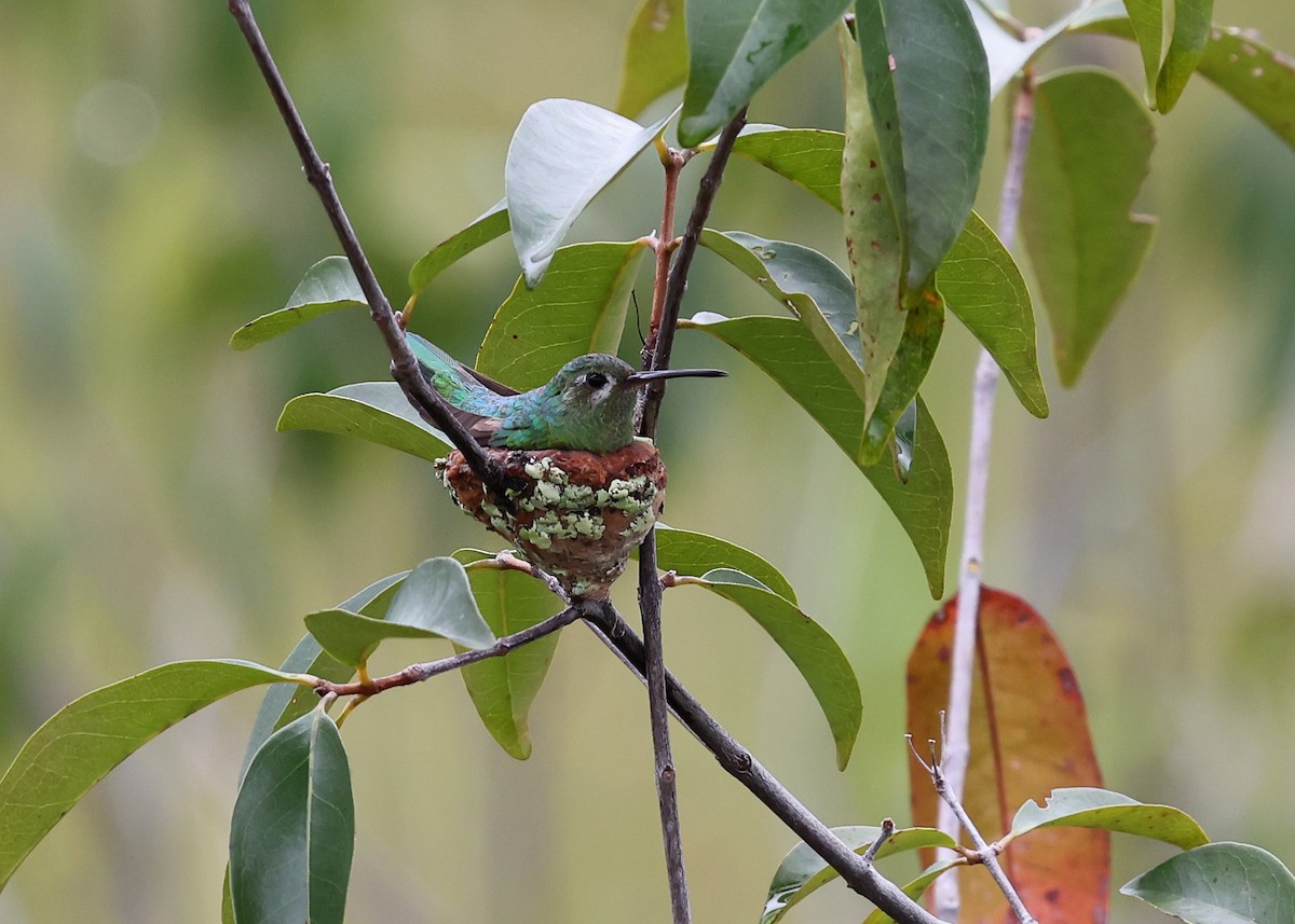 Зелёнохвостый колибри - ML614448128