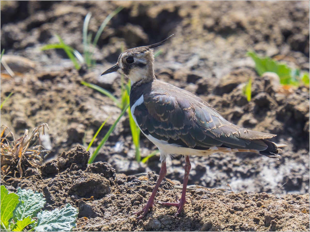 Northern Lapwing - ML614448204