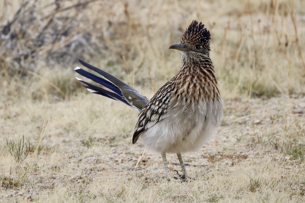 Greater Roadrunner - ML614448217