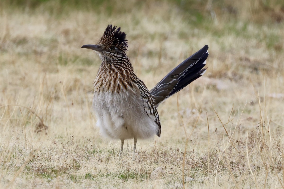 Greater Roadrunner - ML614448219