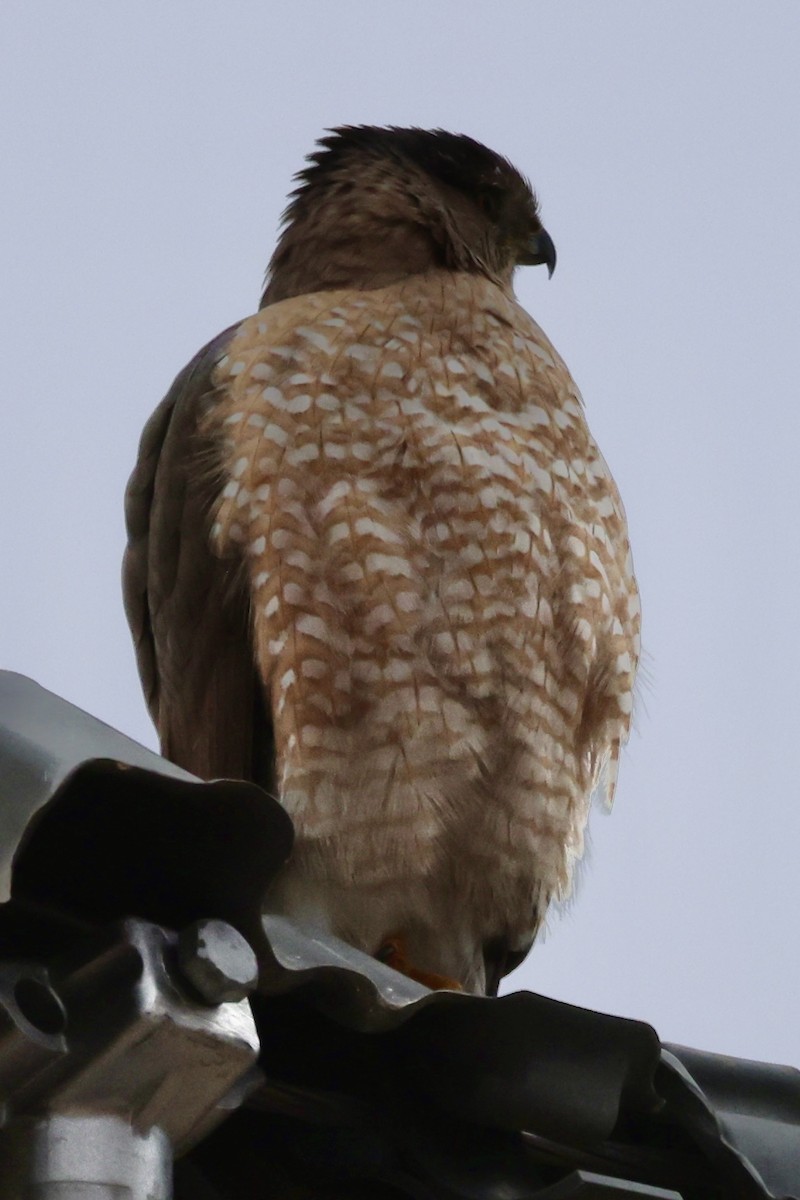 Cooper's Hawk - ML614448244