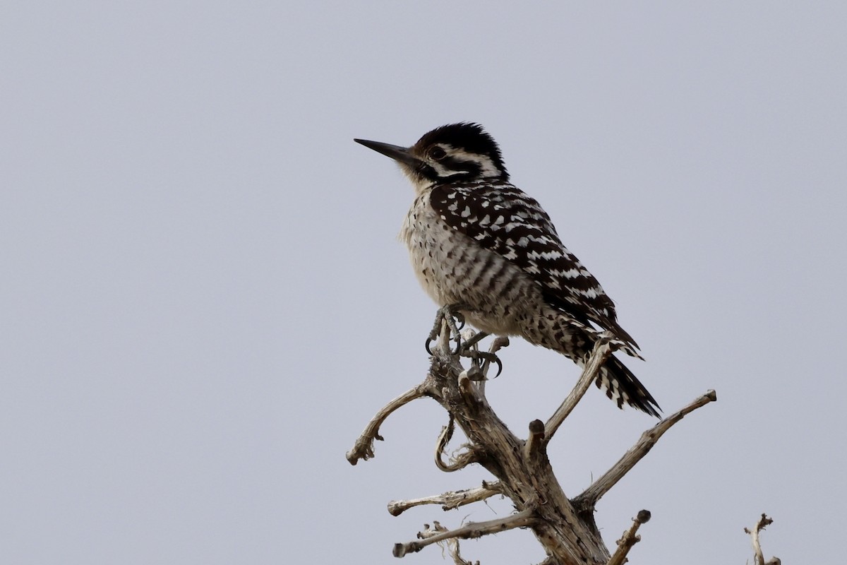 Ladder-backed Woodpecker - ML614448261