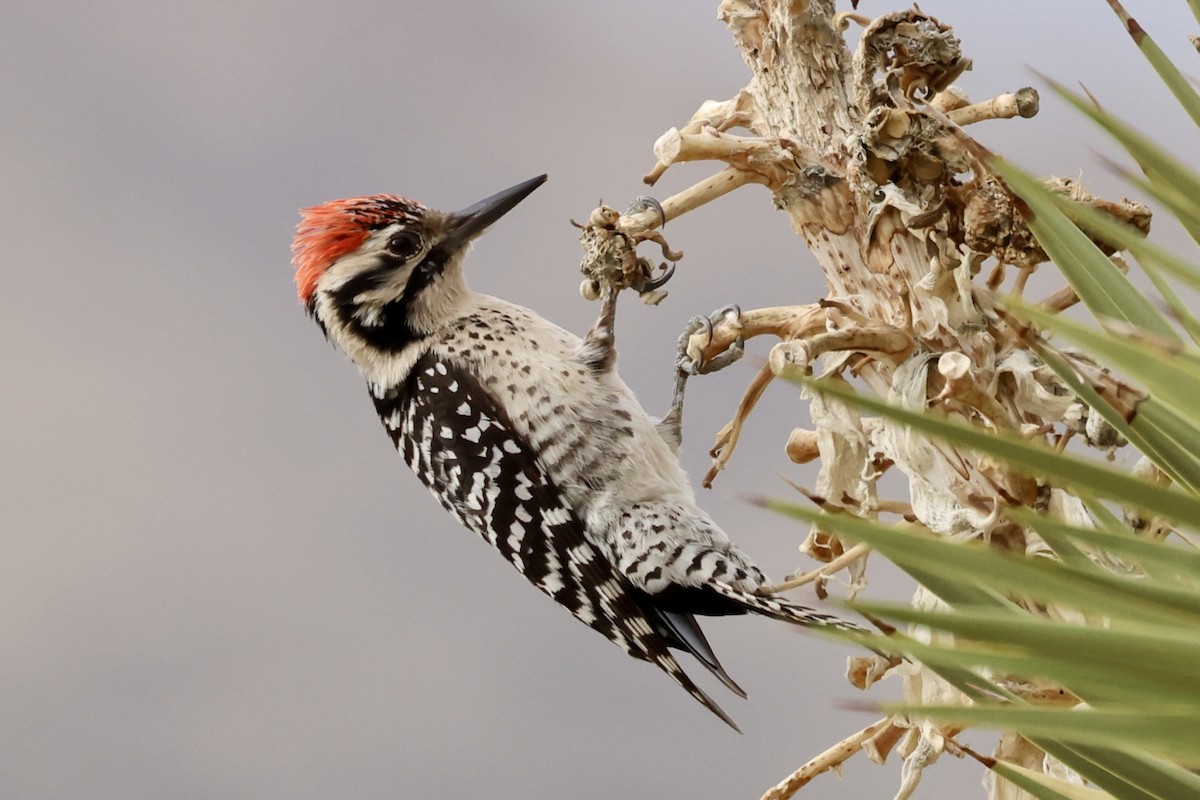 Ladder-backed Woodpecker - ML614448262