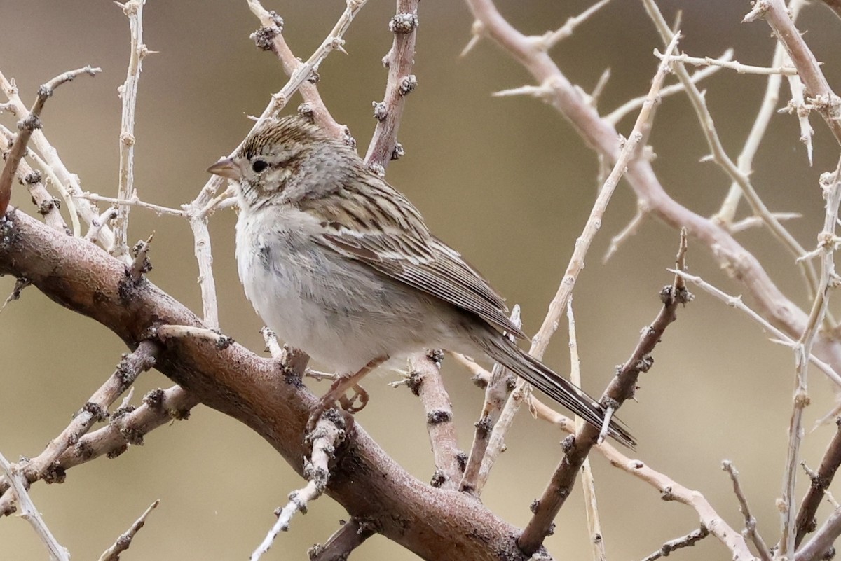 Brewer's Sparrow - ML614448268