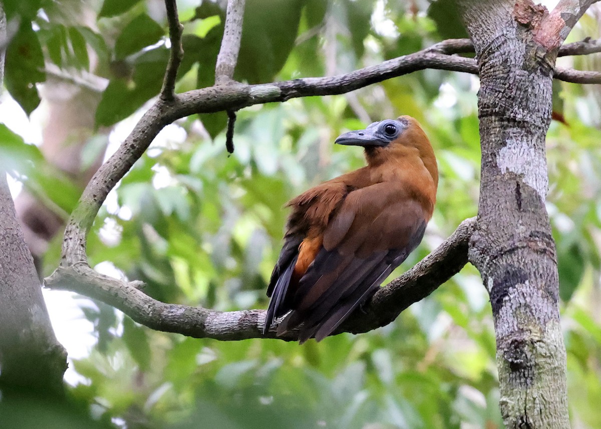 Capuchinbird - Brendan Ryan