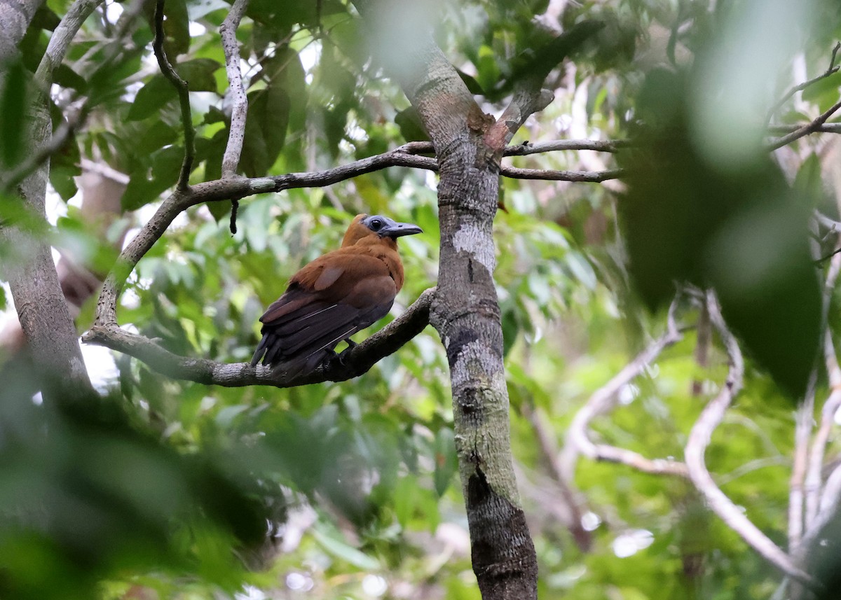 Pájaro Capuchino - ML614448277