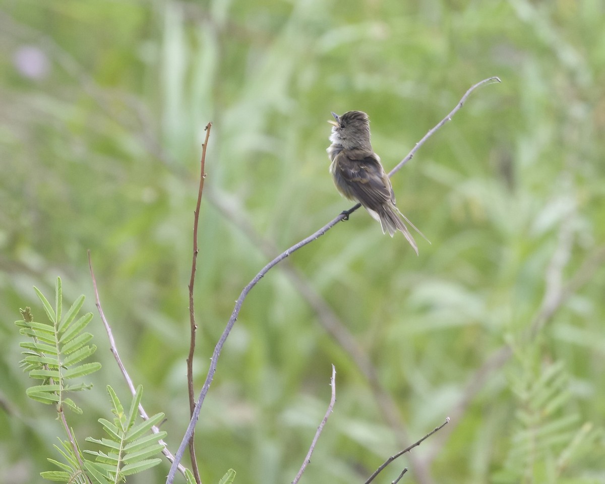 White-throated Flycatcher - ML614448411