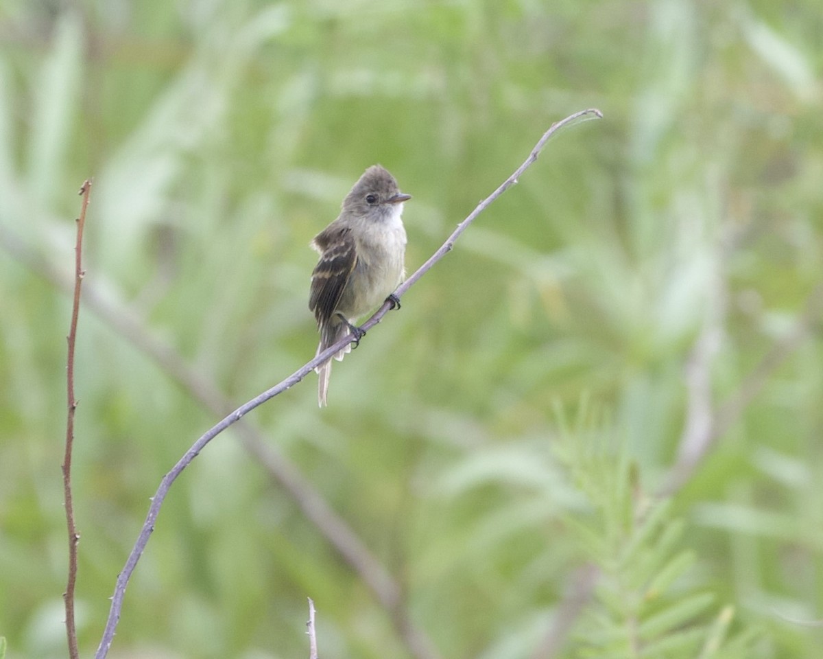 White-throated Flycatcher - ML614448412