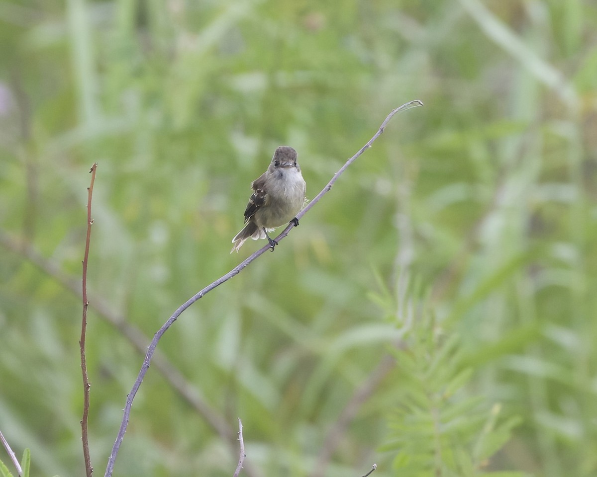 White-throated Flycatcher - Terence Degan