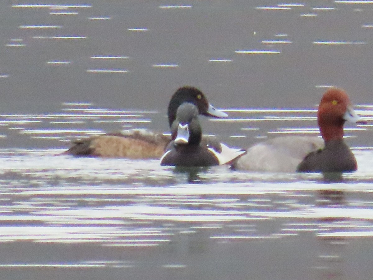 Ring-necked Duck - ML614448453