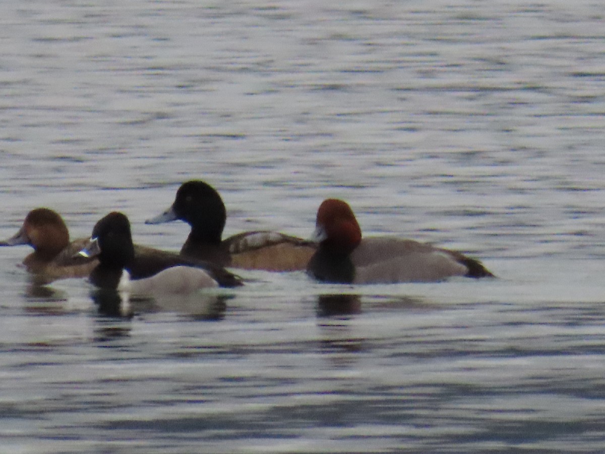 Greater Scaup - ML614448488