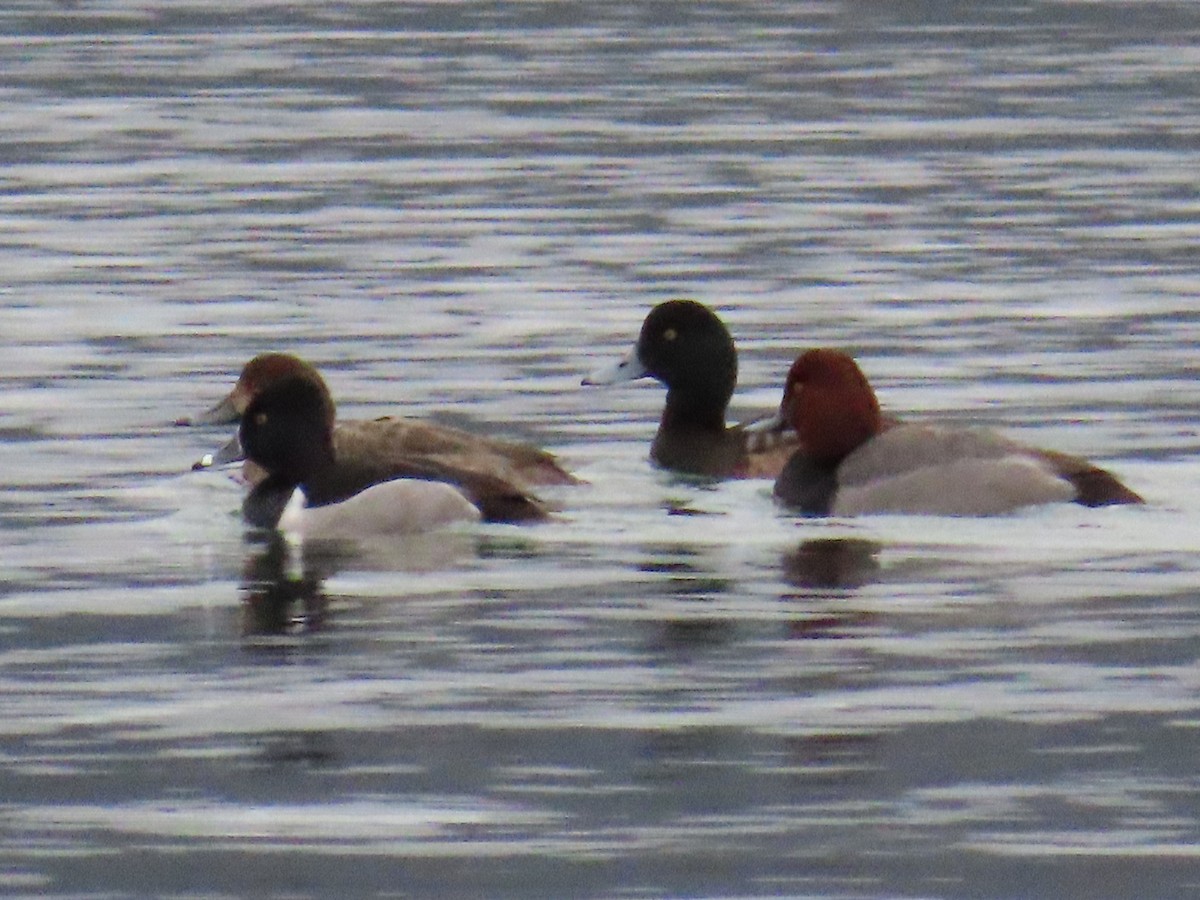 Greater Scaup - Mayte Torres