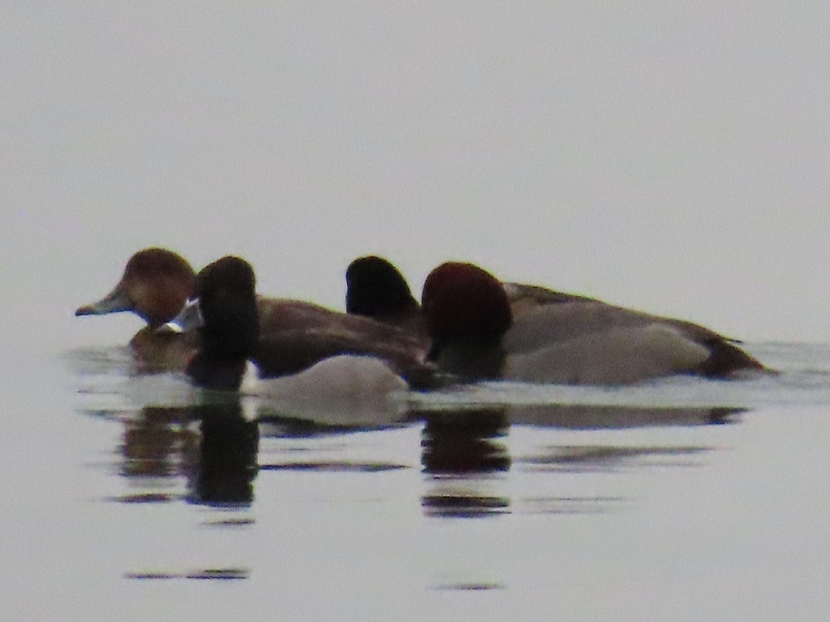 Ring-necked Duck - ML614448507