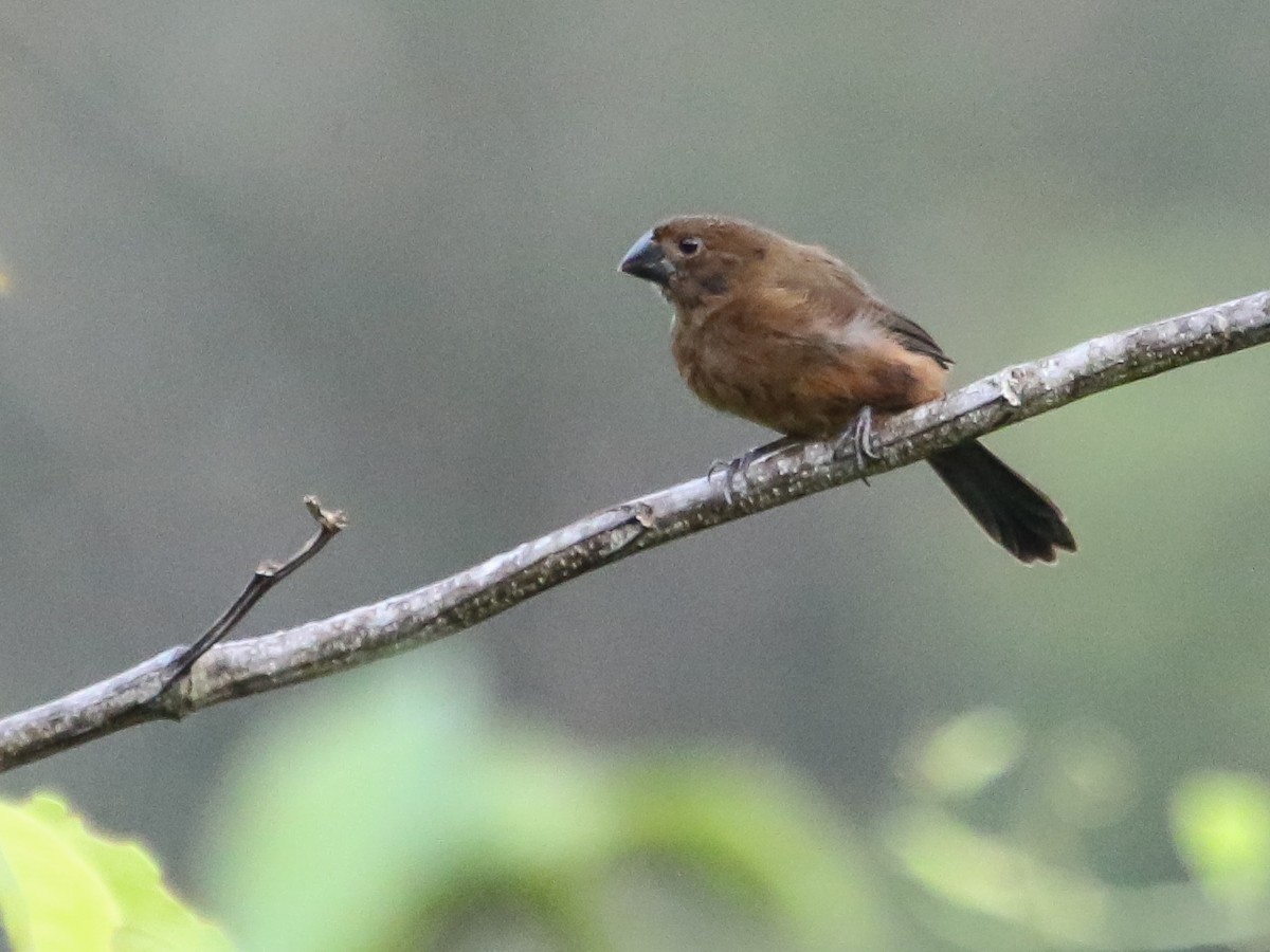 Thick-billed Seed-Finch - ML614448534