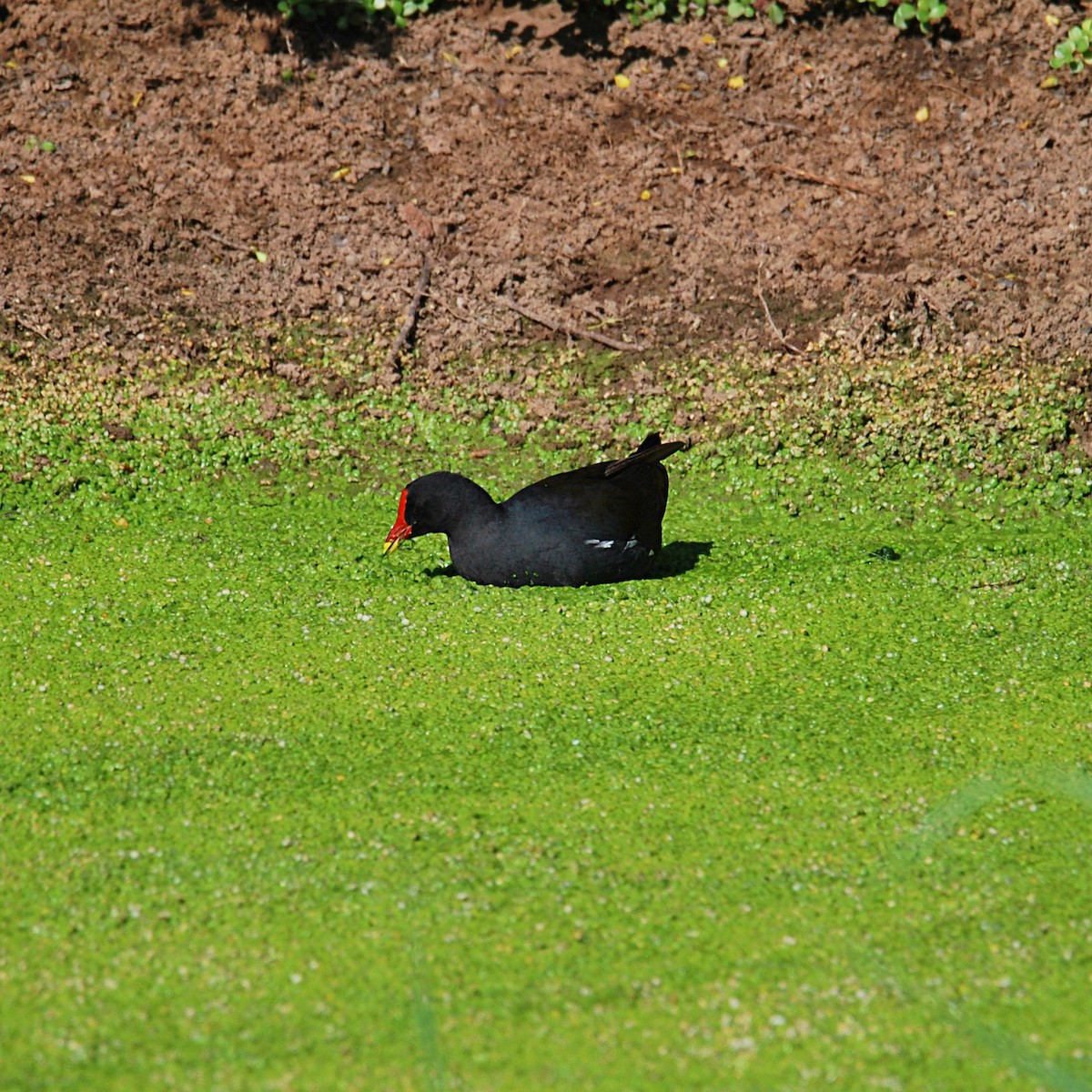 Eurasian Moorhen - Josh McLaughlin